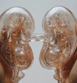 Understanding Kidney Function and Why It Matters